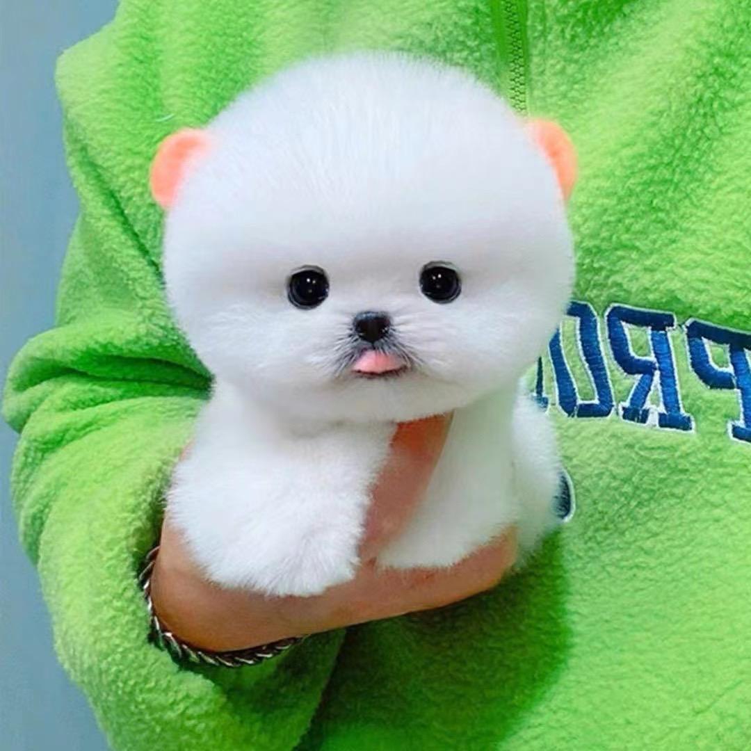 巧克力🍫博美茶杯犬小可爱