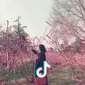 🌷柠檬🌷