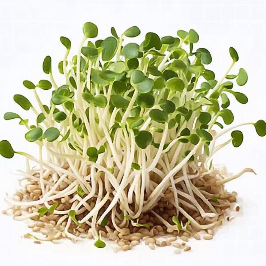豆苗日记