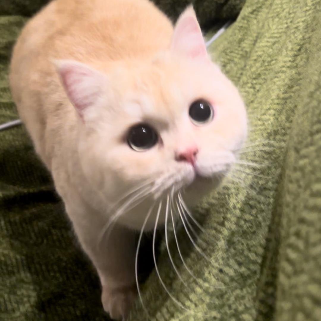 .。