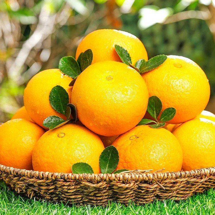 楚铭水果店四川眉山耙耙柑