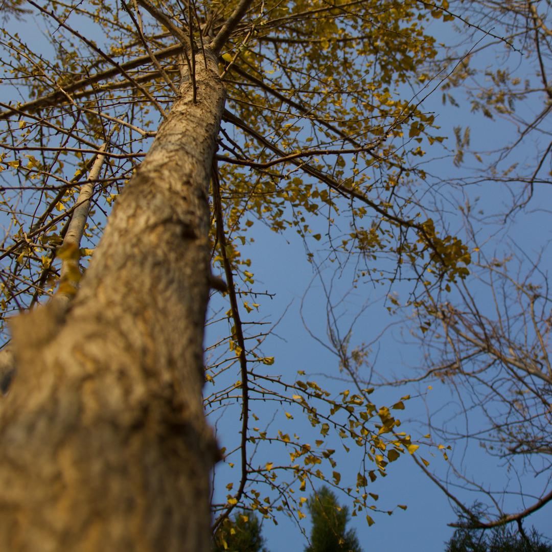 心向阳光　　　　༽