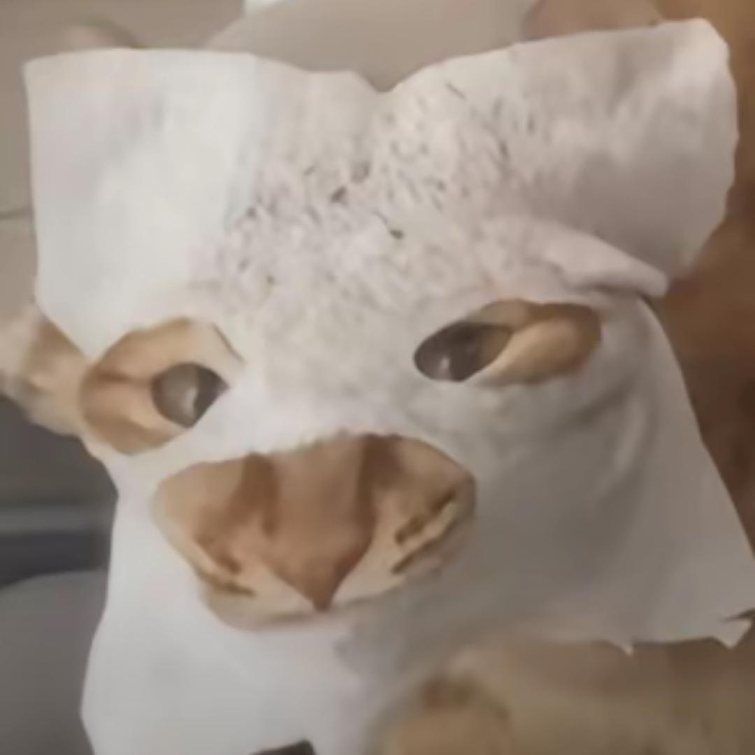 不拿拿狗