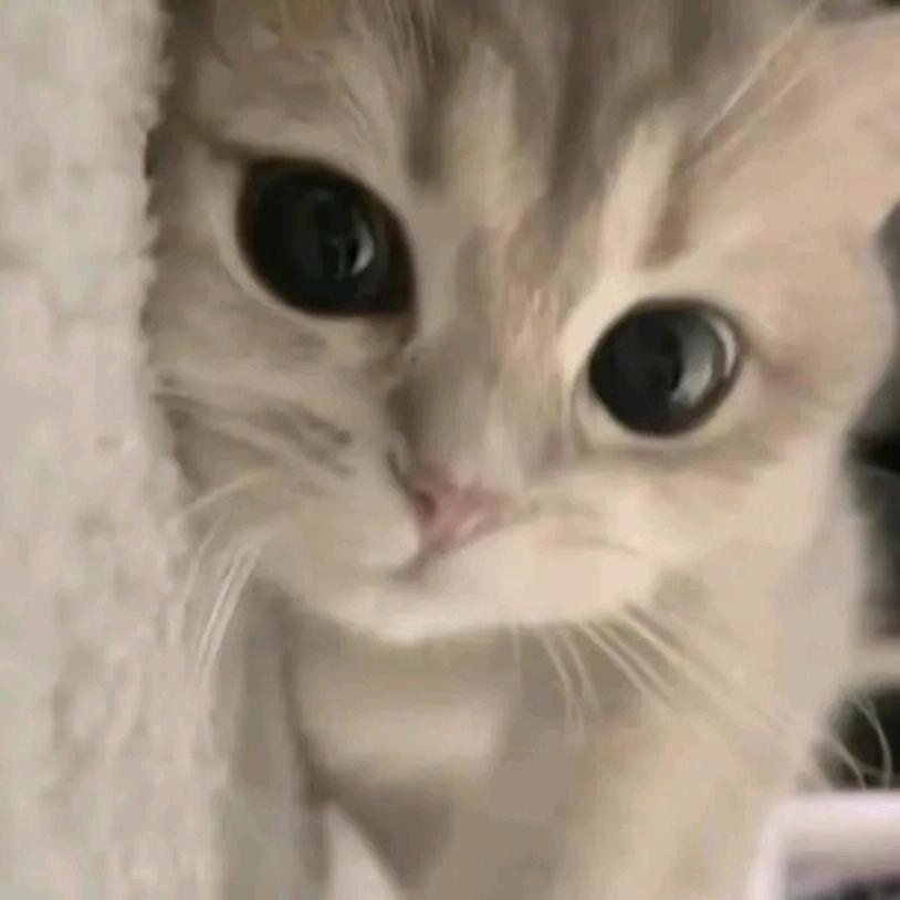 春日野猫
