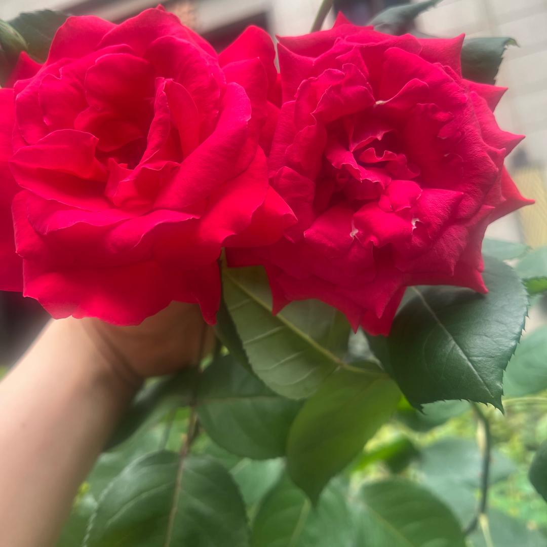 兰🌸🌸受伤的女人