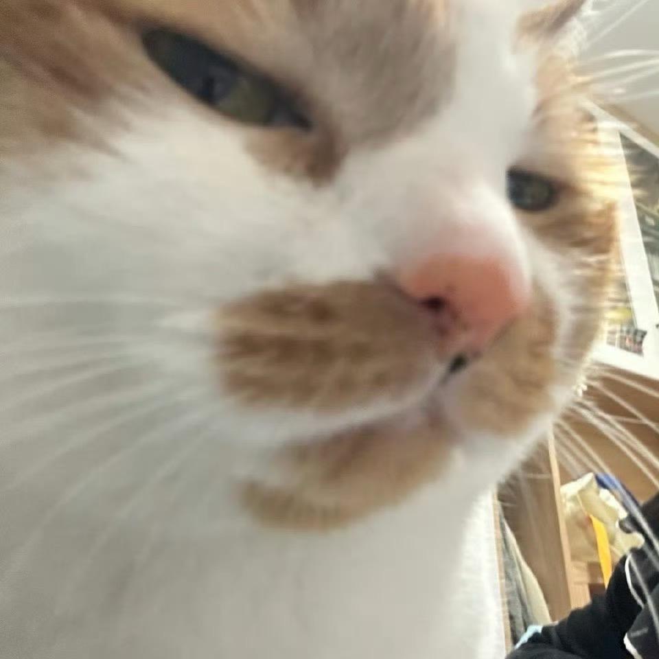 煎饼狗子Z☡zᶻ ⌁