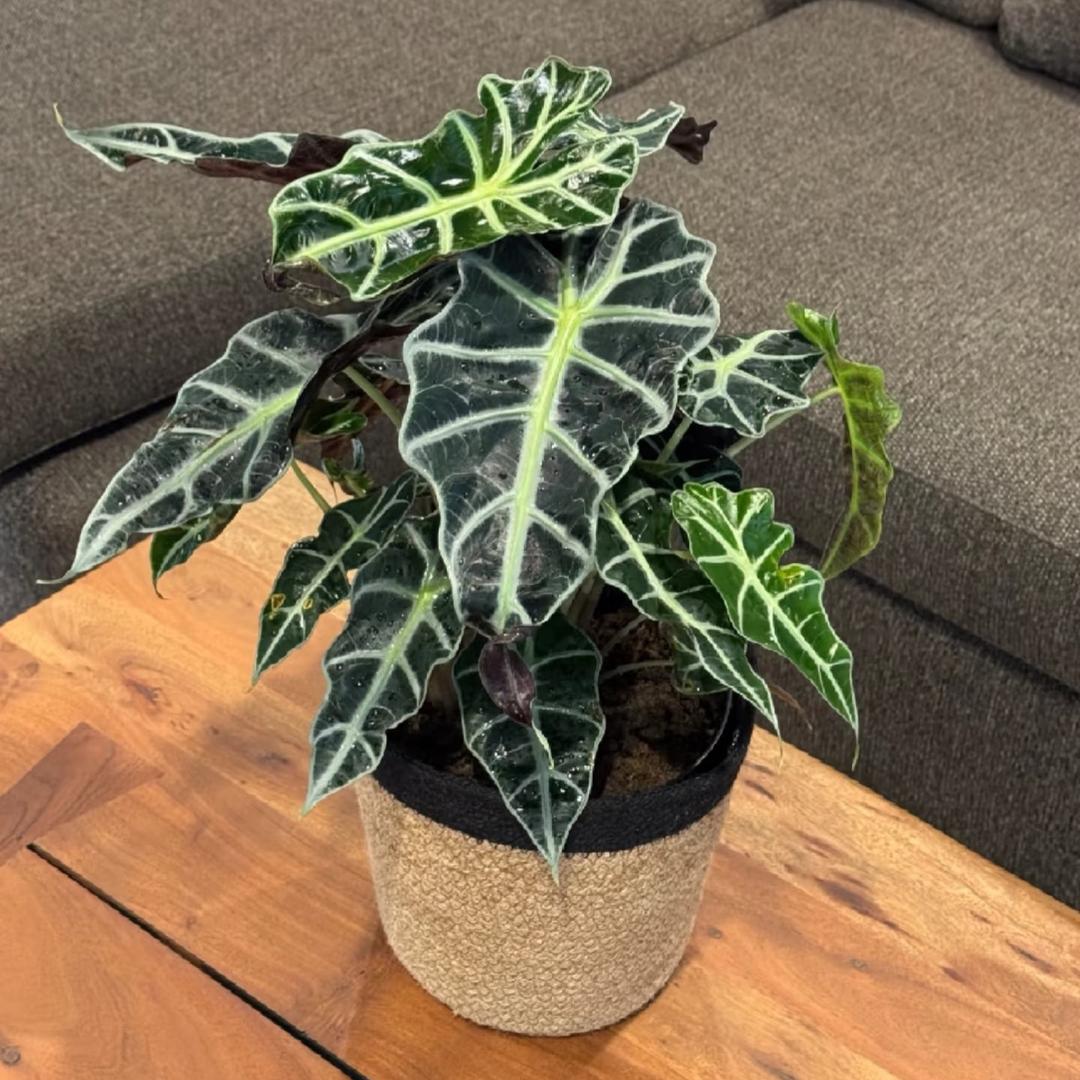 云境绿植基地