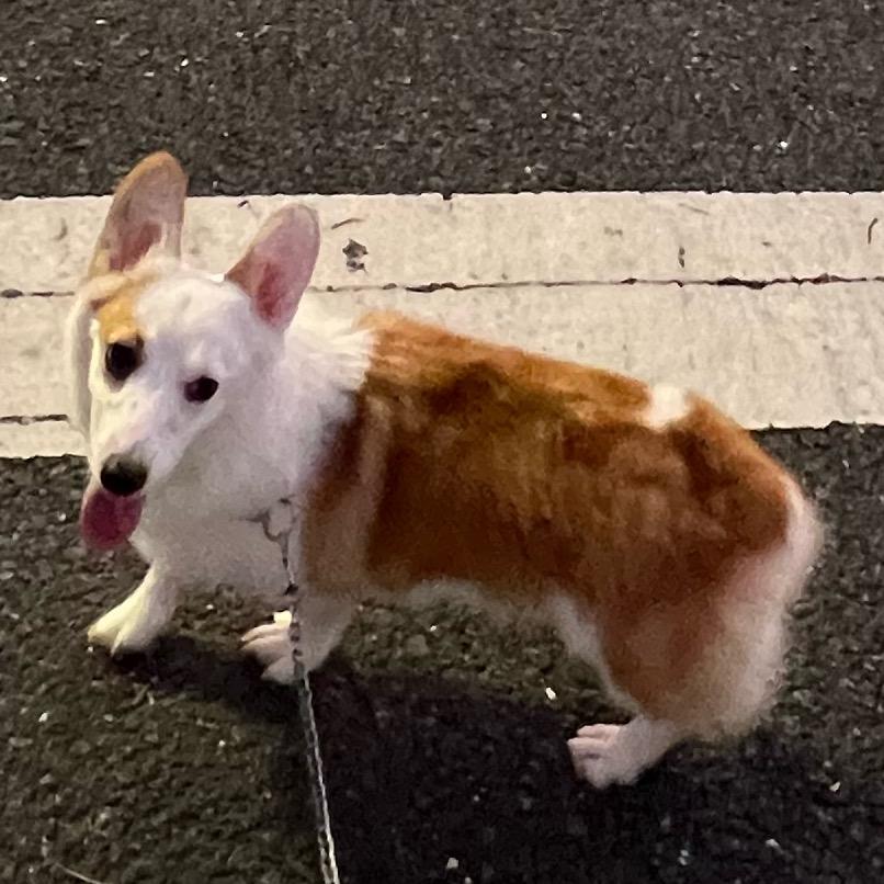 小短腿妹妹🐶