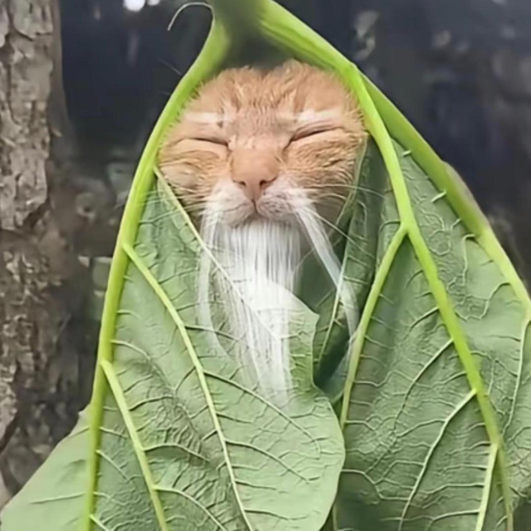 六见游马