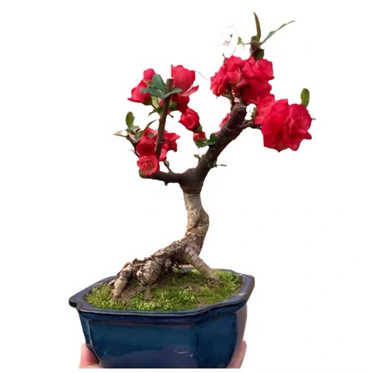 花楹花莳盆景园