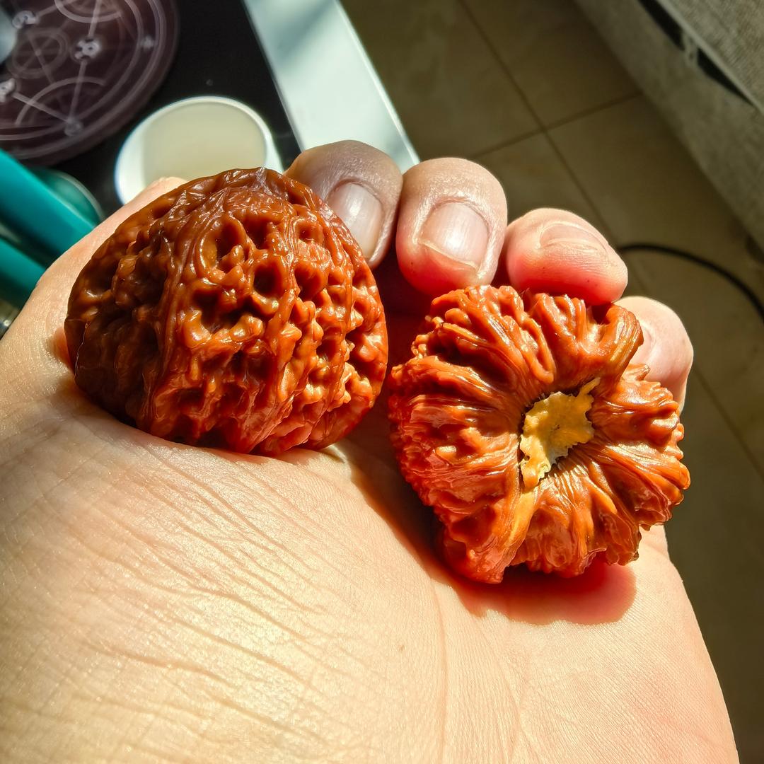 溜达猪