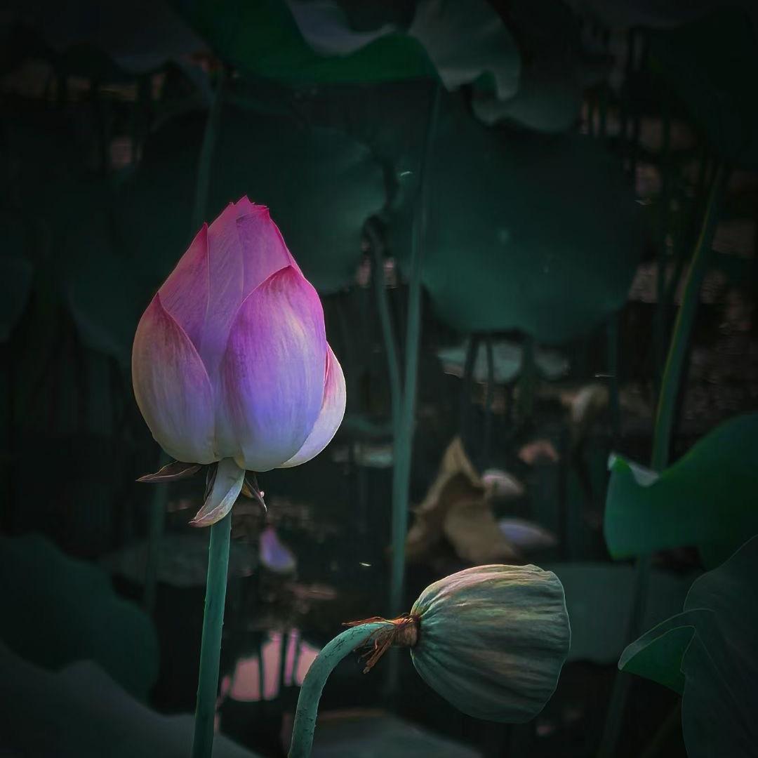 🥭芒果