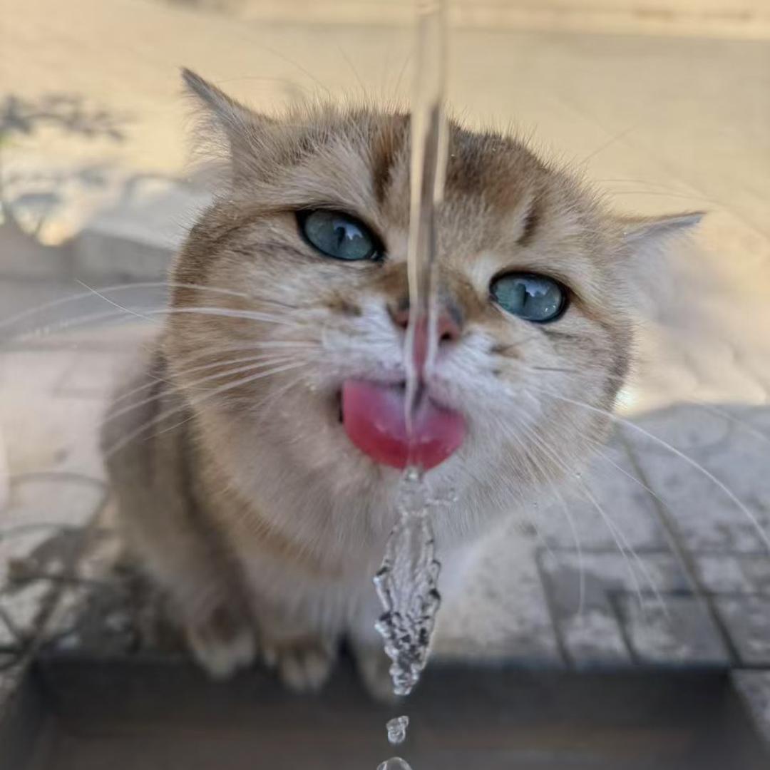 没吃过肉（洗头猫）