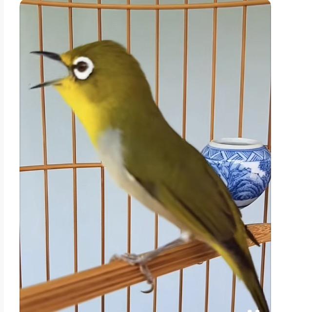 我是一只自由飞翔的小鸟