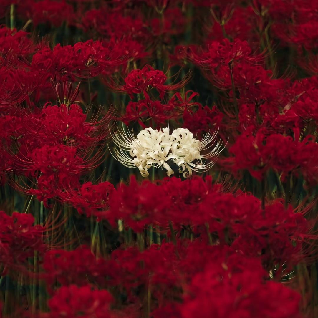 妤🥀