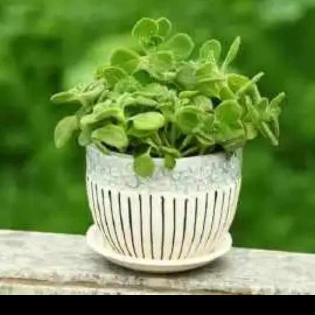 miiii