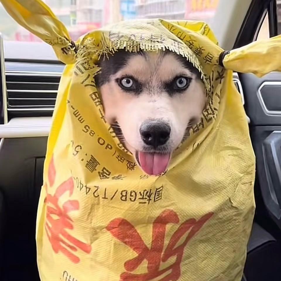 飞天大野猪