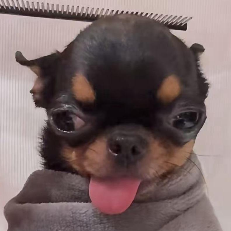 孤猴