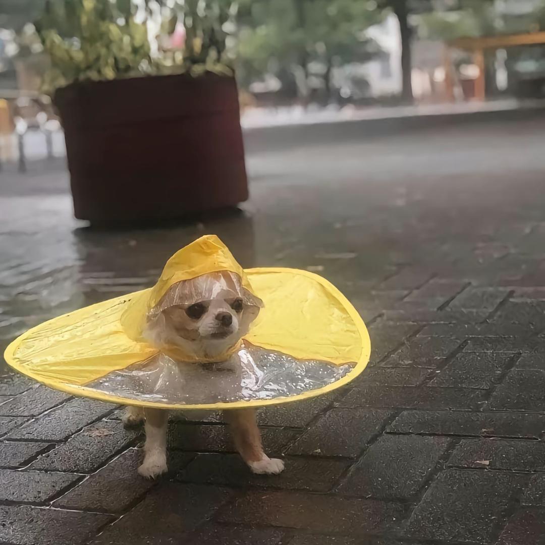 我上去就是一扇子