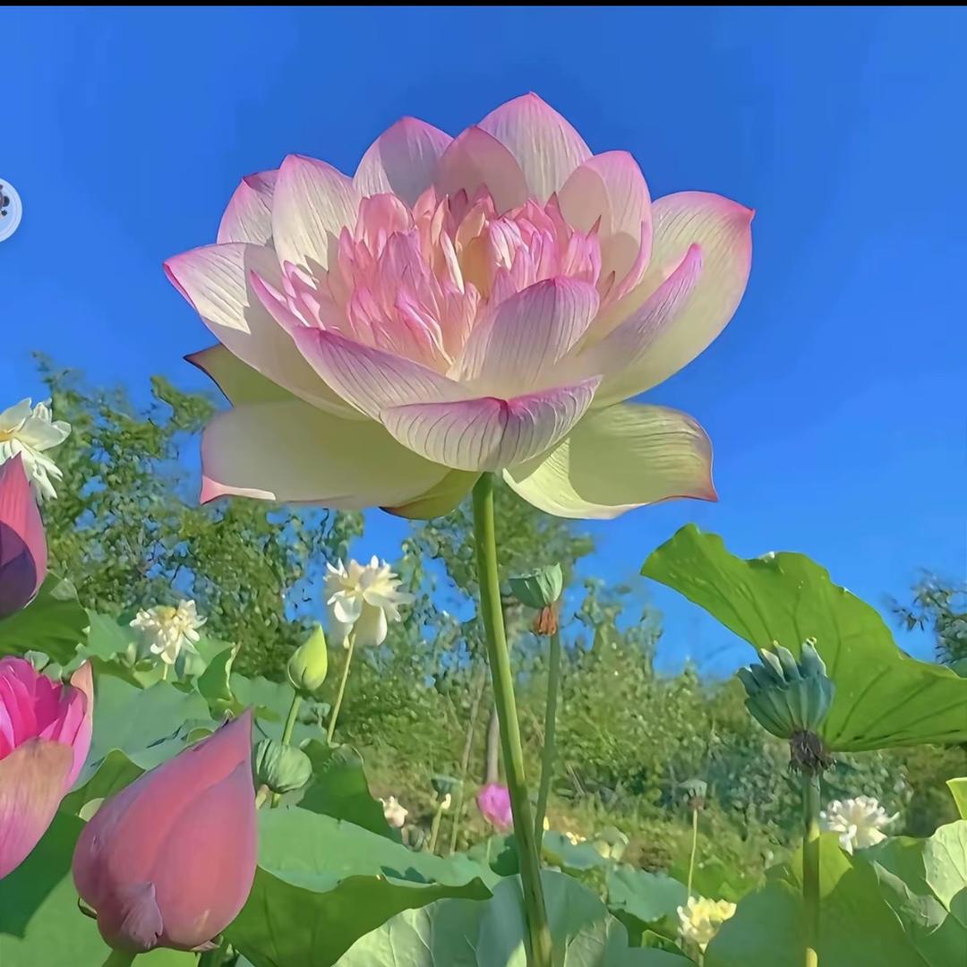 岁月静好。