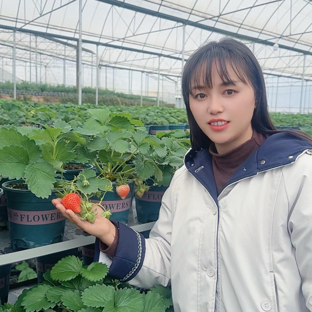 玲子的花果园（草莓B）