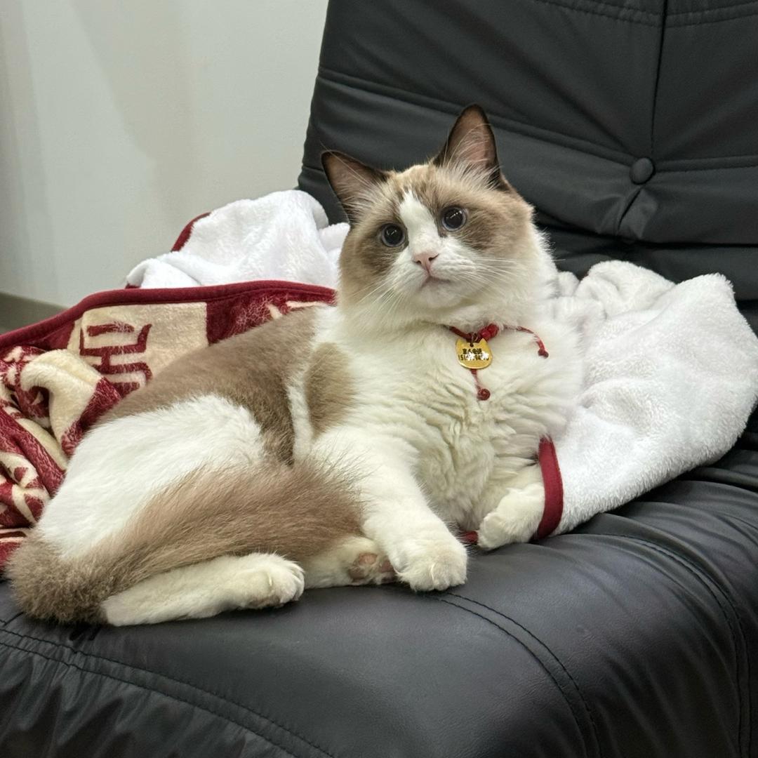 奶球不是球⚽️