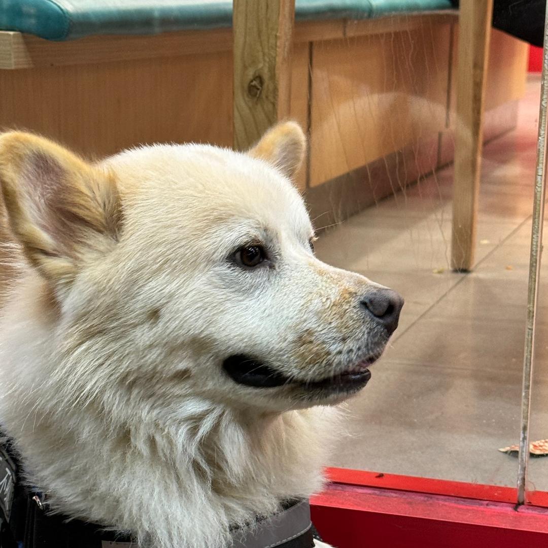 🐶住冰箱