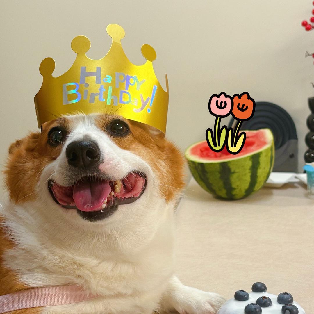 柯基王蛋卷呀🐾