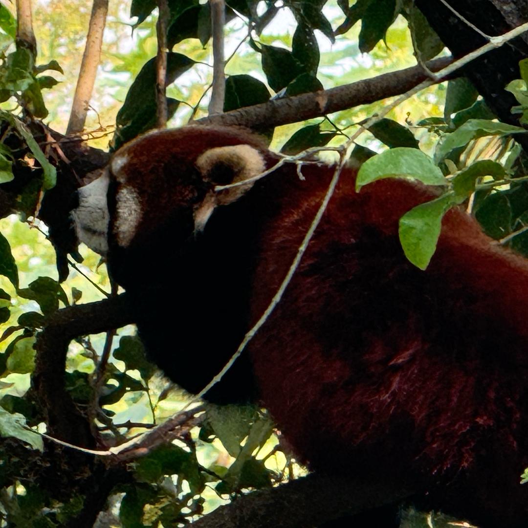 凌晨两点睡觉的鲱鱼