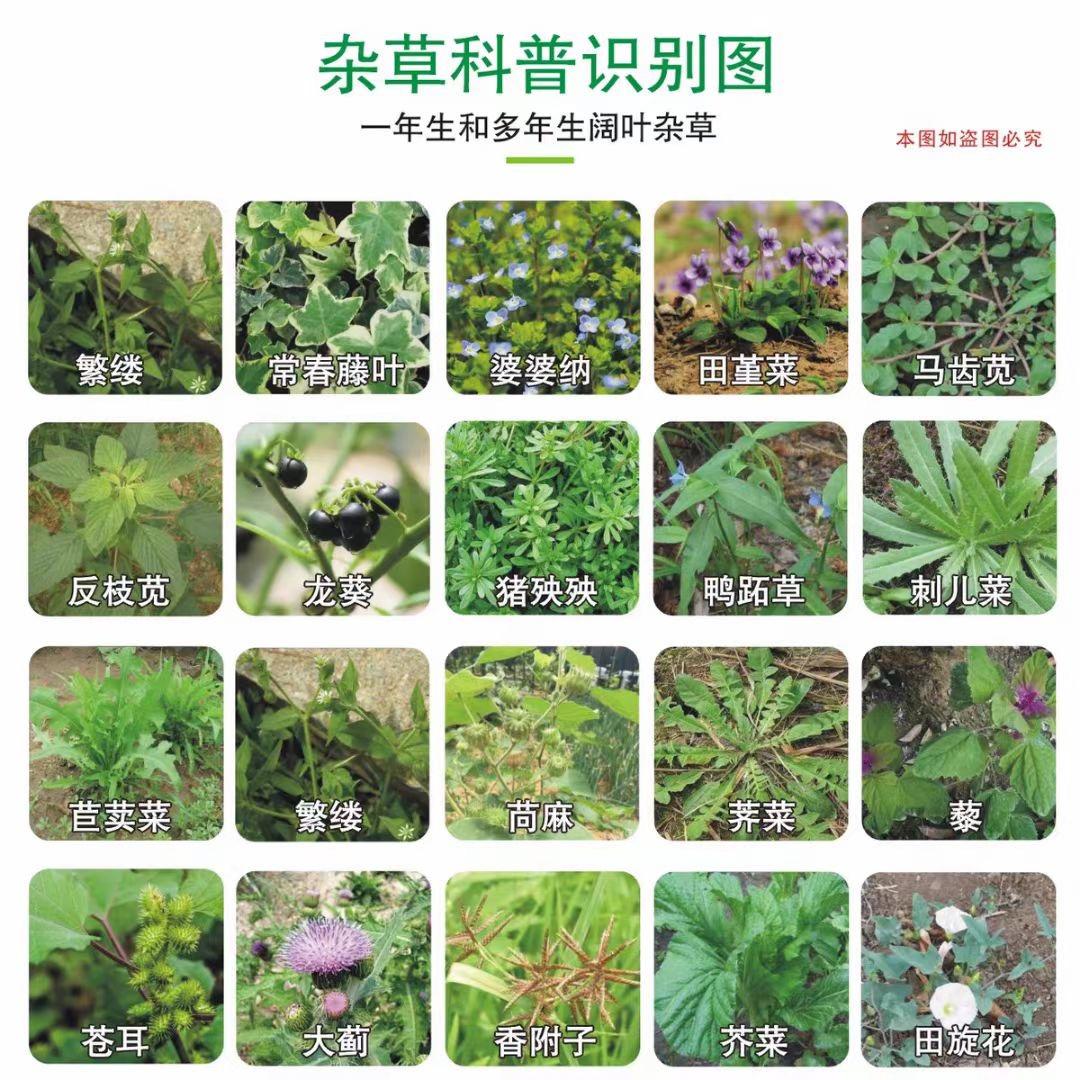 中药材瓜果蔬菜专用除草剂