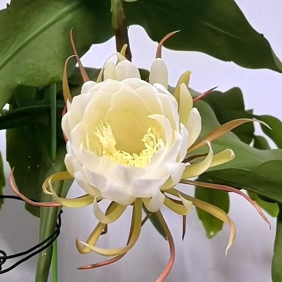 -黑师傅-