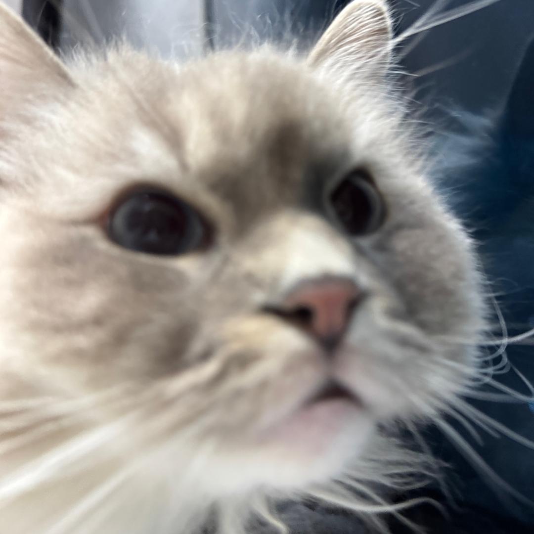 番茄小猫