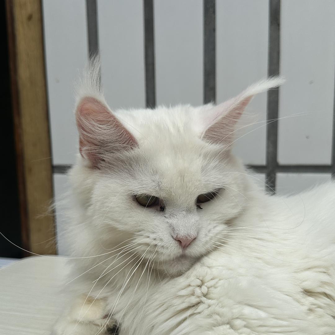 朵朵家的缅因猫