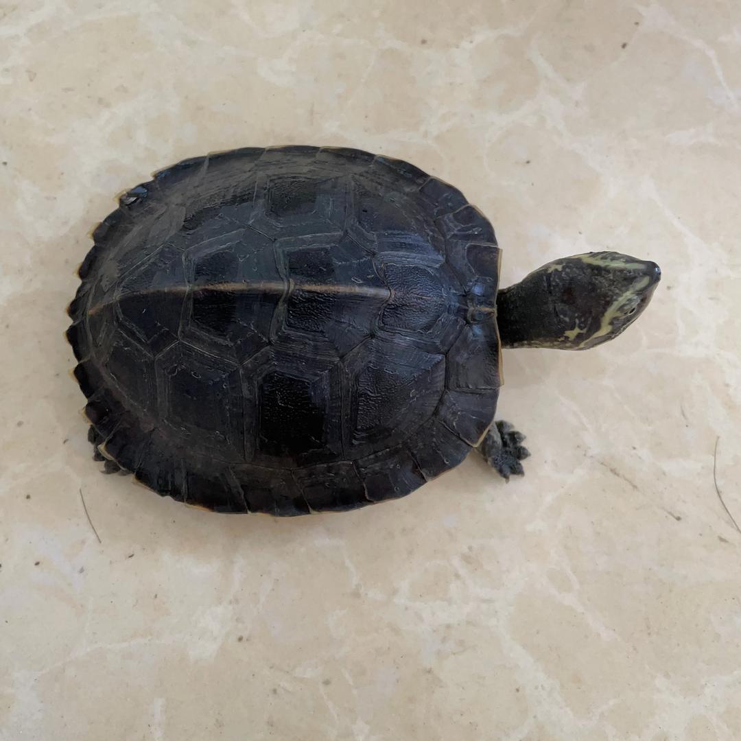 益缘萌龟
