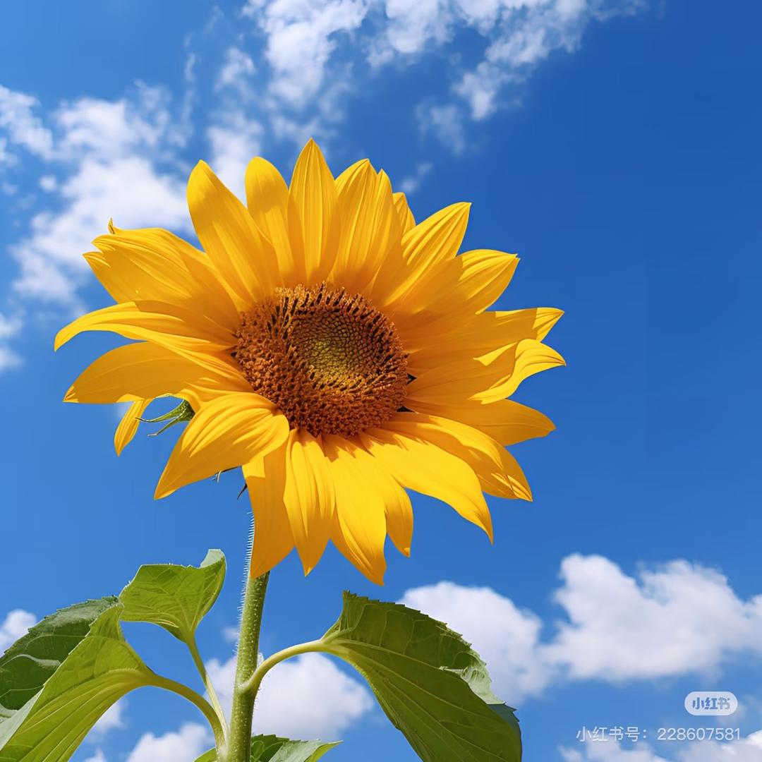 🍸萝卜丝丝儿💕