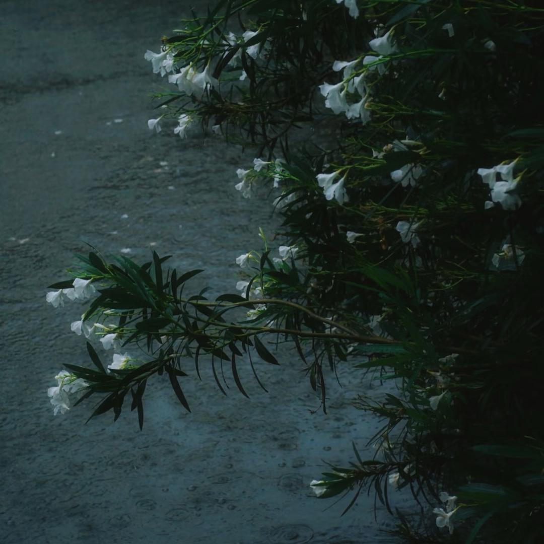 柏林酸菜