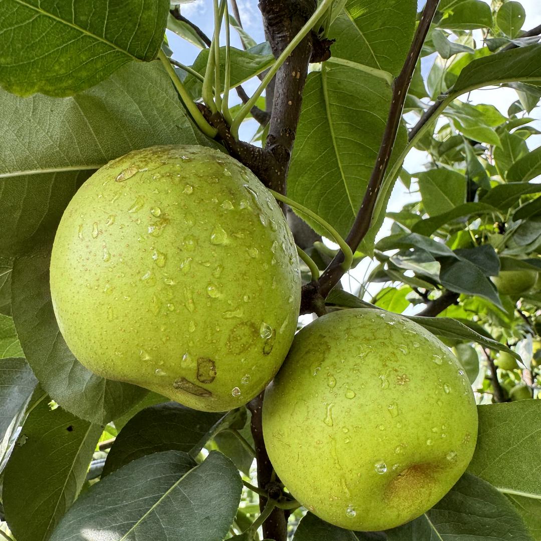 麦壳农场零售店