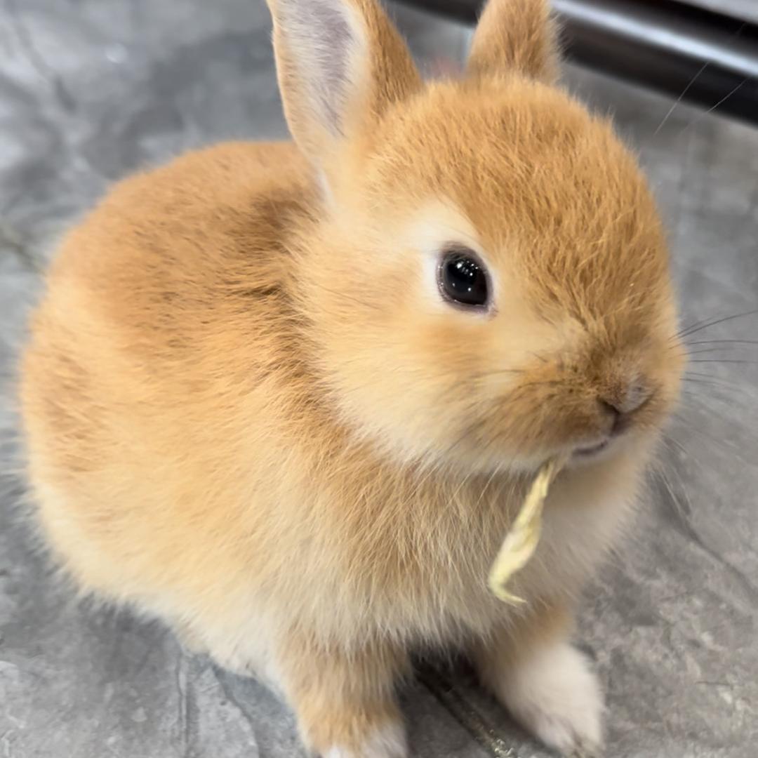 一只🐰团团