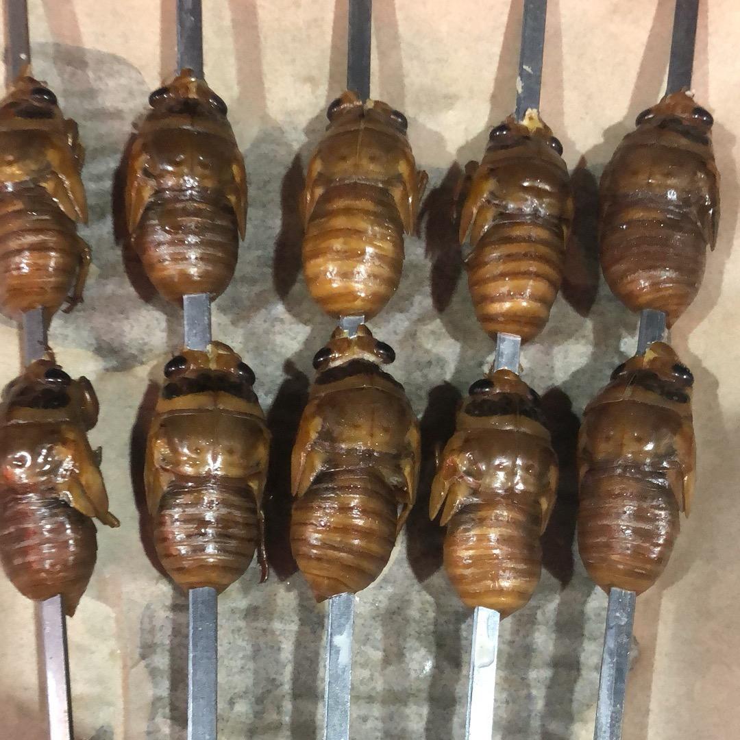 陕西永源金蝉（知了猴）收购出售