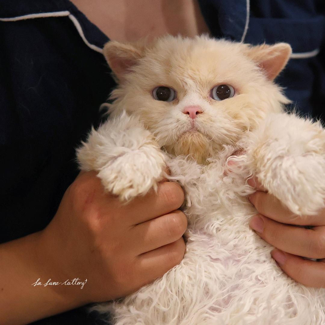 眠眠的卷毛小窝