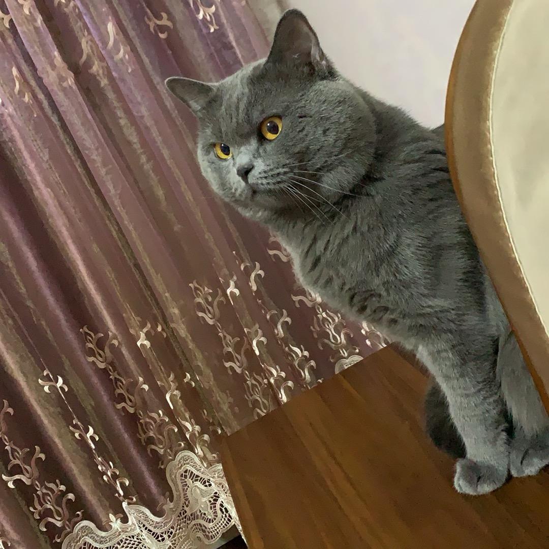 小老虎
