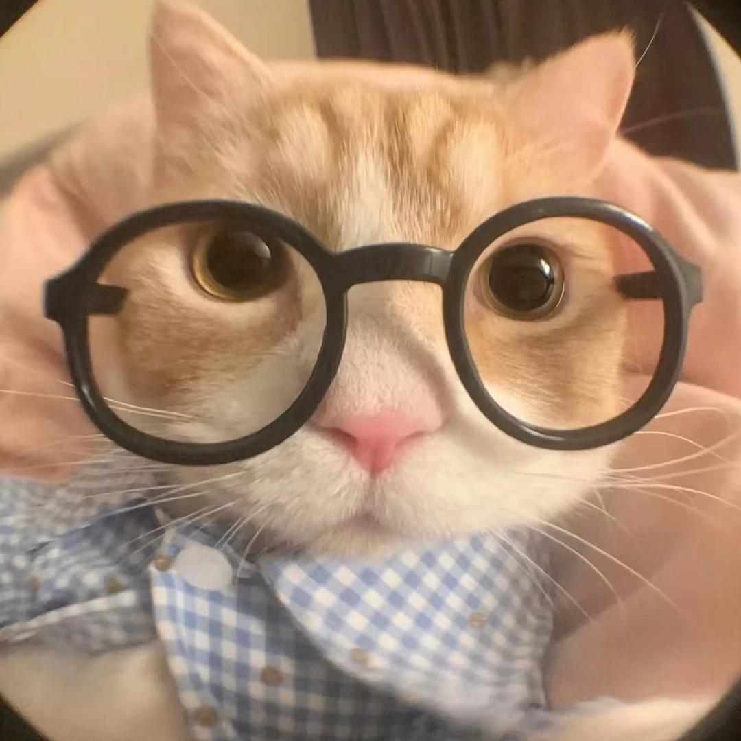 小狸猫