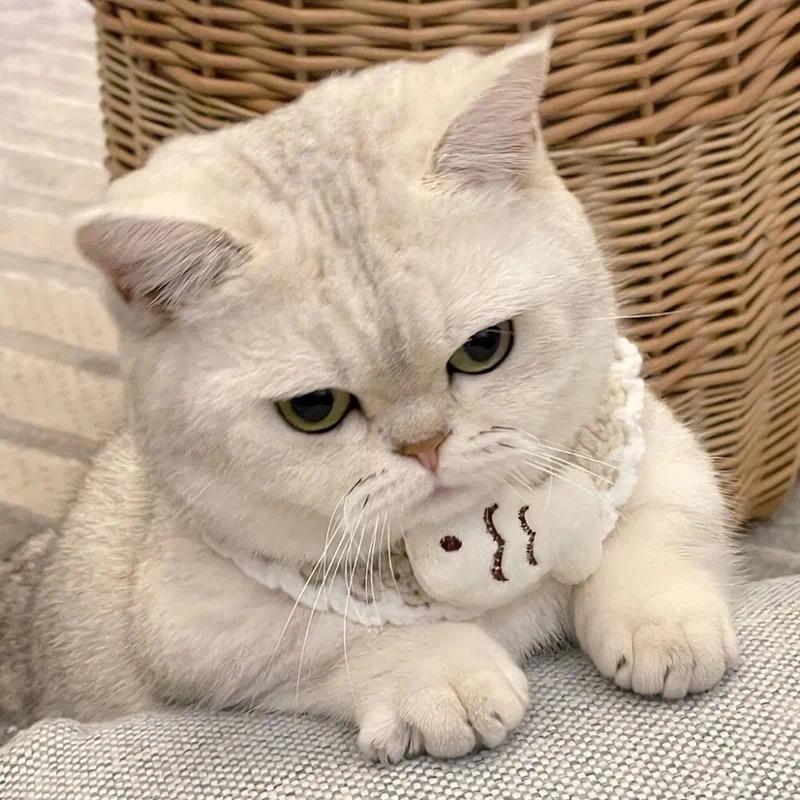 爱吃雪梨呀