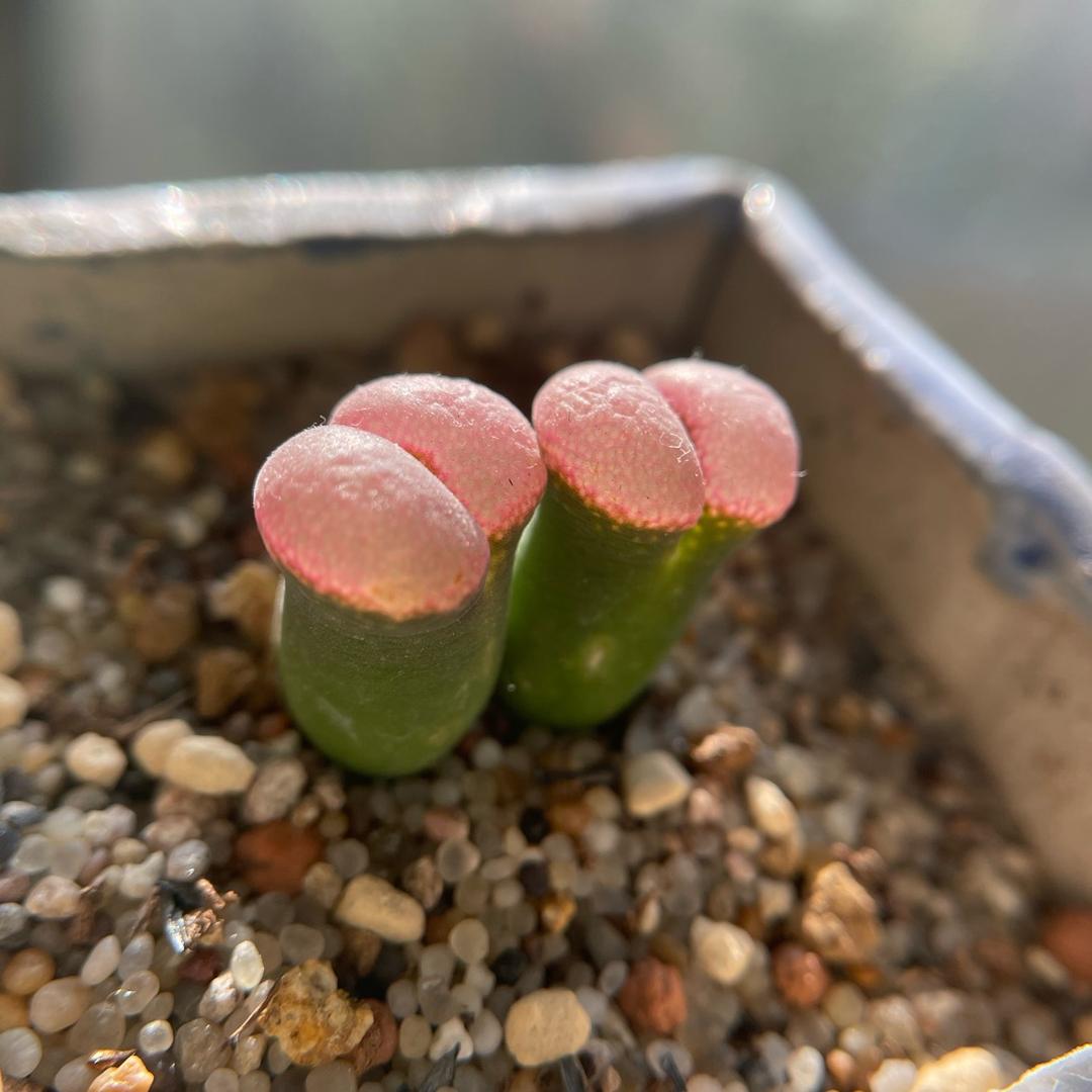 🌈墨鱼儿仔仔🌈