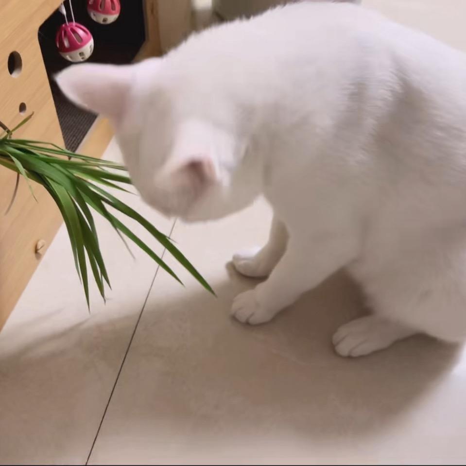 晖日梅香