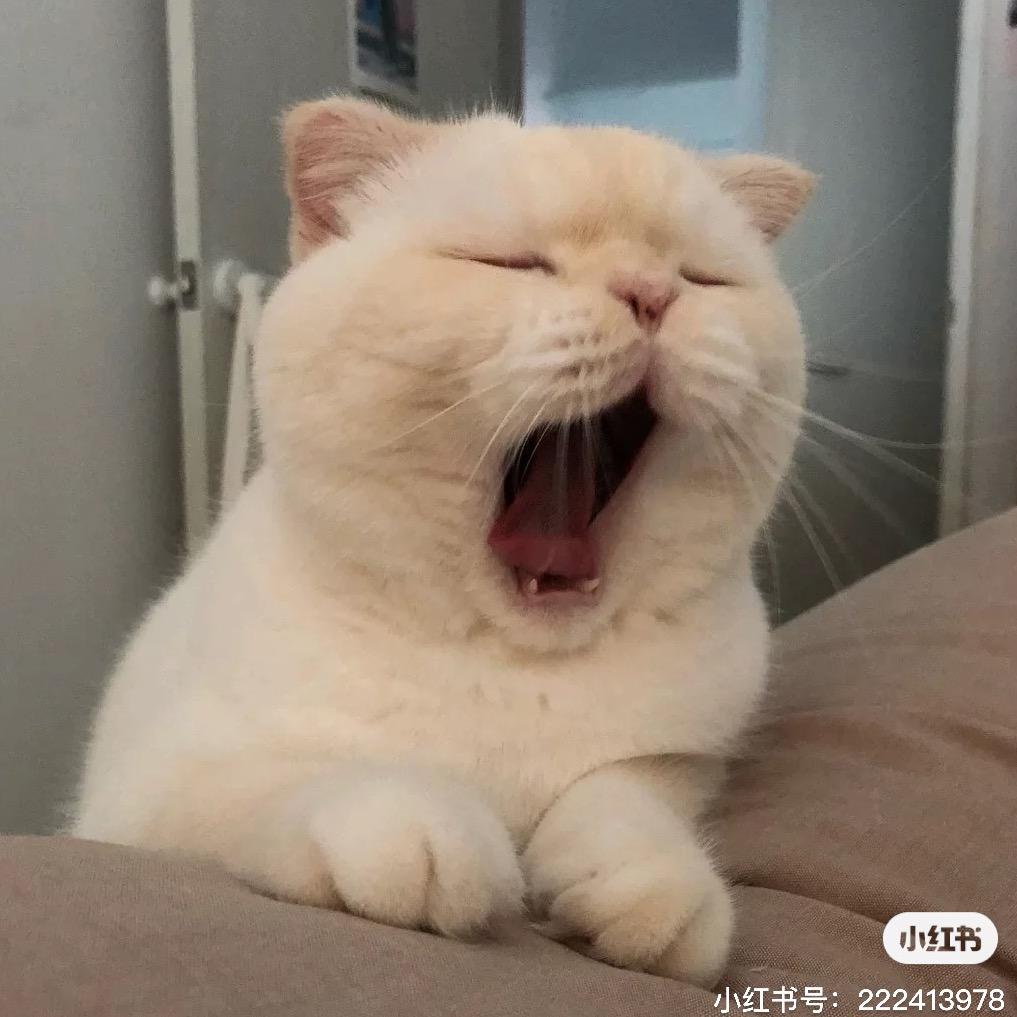犯困的喵