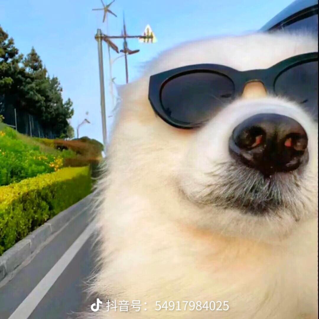 发财小猪