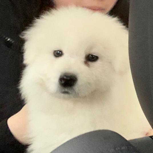 年糕糕呜