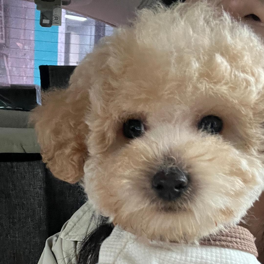 Yyyyi（见过薛之谦十次版）