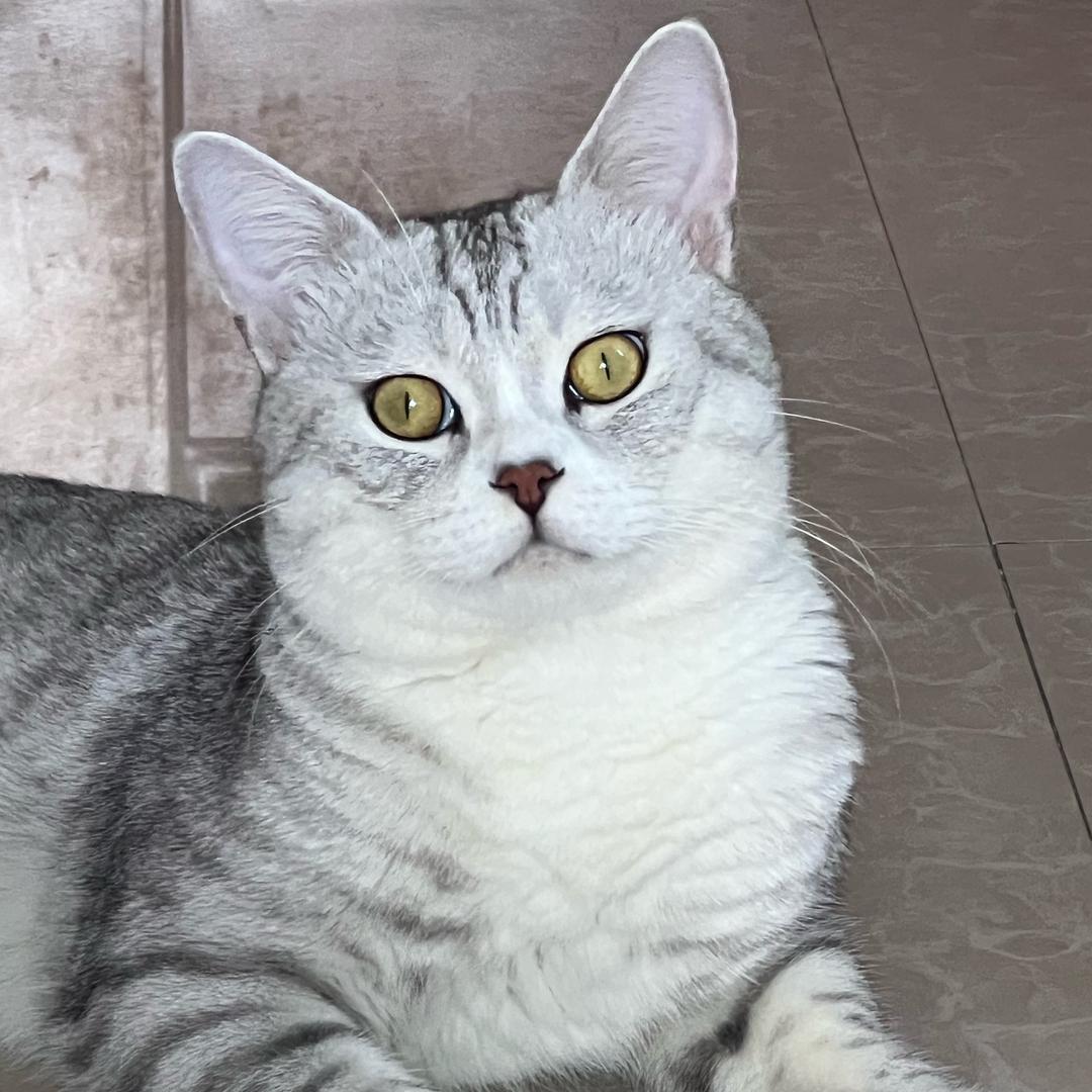 半点心、